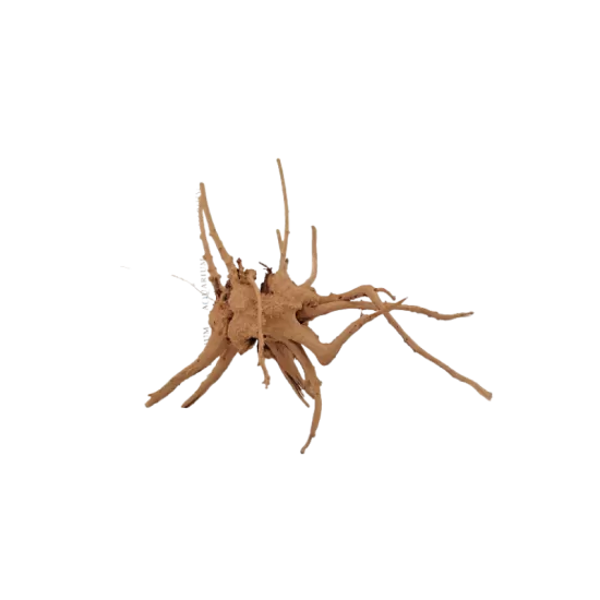 Kорен Aзалия - 6