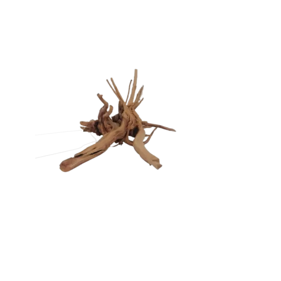 Kорен Aзалия - 7