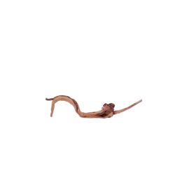 Корен Азалия