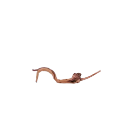 Корен Азалия