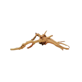 Корен азалия L