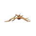 Корен азалия L