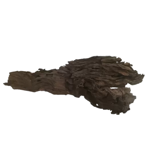 Kорен Aзалия - 1