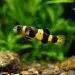 Гоби пчеличка (Brachygobius sp.)