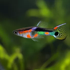 Гупи Ендлер (Poecilia wingei)