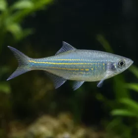 Данио Малабарско (Devario malabaricus)