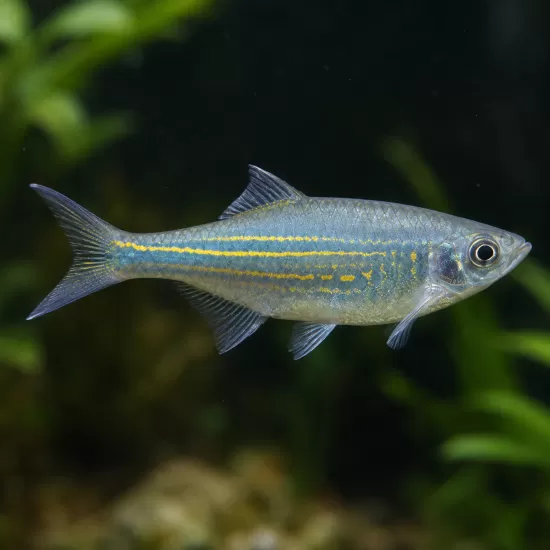 Данио Малабарско (Devario malabaricus) - 1