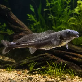 Делфинче - Short Face Elephantnose (Mormyrus longirostris)