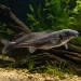 Делфинче - Short Face Elephantnose (Mormyrus longirostris)