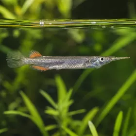 Дермогенис (Dermogenys pusilla)