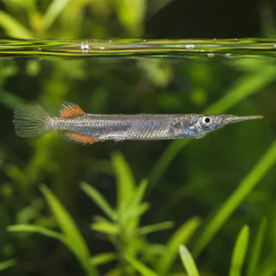 Дермогенис (Dermogenys pusilla) - 1