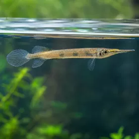 Дермогенис Three Spot (Hemirhamphodon pogonognathus)