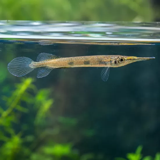 Дермогенис Three Spot (Hemirhamphodon pogonognathus) - 1