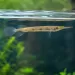 Дермогенис Three Spot (Hemirhamphodon pogonognathus)