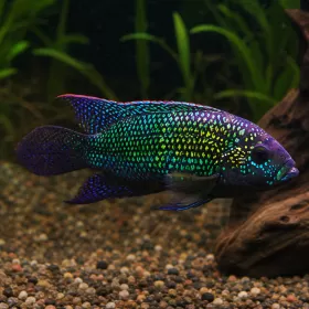 Джак Демпси (Rocio octofasciata)