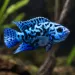 Джак Демпси (Rocio octofasciata) - 2