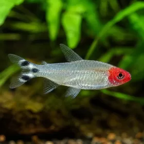 Диамантен родостомус (Hemigrammus bleheri)