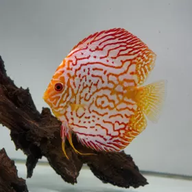 Дискус (Symphysodon sp.)