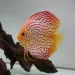 Дискус (Symphysodon sp.) - 2