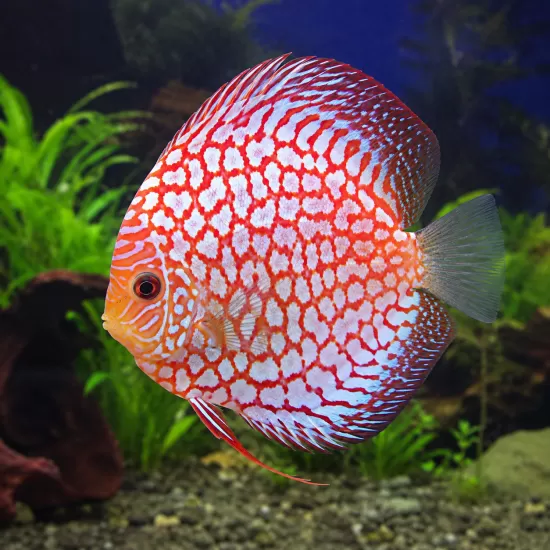 Дискус (Symphysodon sp.) - 3