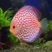 Дискус (Symphysodon sp.) - 3