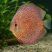 Дискус (Symphysodon sp.) - 5