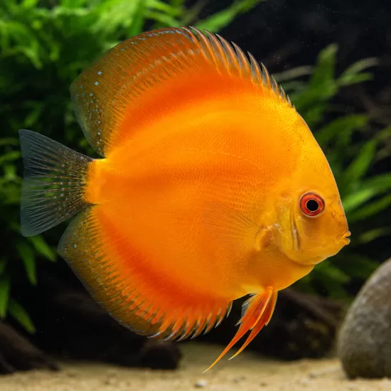 Дискус (Symphysodon sp.) - 6