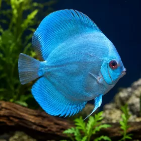 Дискус (Symphysodon sp.)