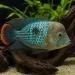 Грийн терор (Andinoacara rivulatus)