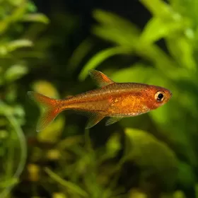 Ембер тетра (Hyphessobrycon amandae)
