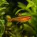 Ембер тетра (Hyphessobrycon amandae)