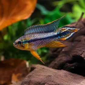 Апистограма Агасизи (Apistogramma agassizii)