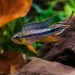 Апистограма Агасизи (Apistogramma agassizii)