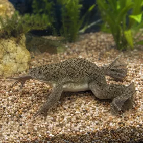 Африканска ноктеста жабка (Xenopus laevis)