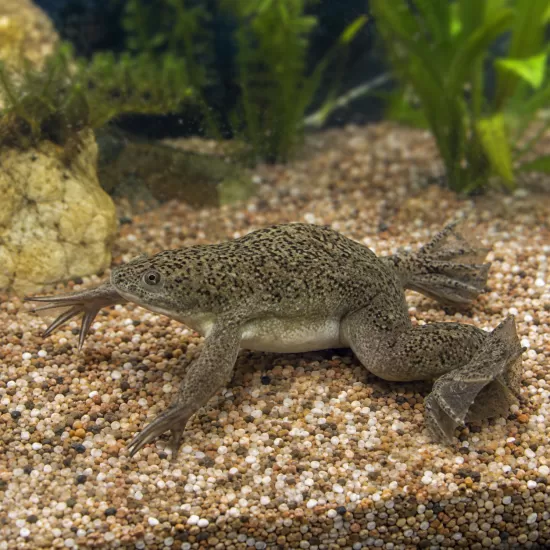 Африканска ноктеста жабка (Xenopus laevis) - 1