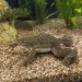 Африканска ноктеста жабка (Xenopus laevis)
