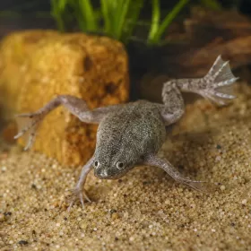 Африканска жаба джудже (Hymenochirus boettgeri)