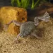 Африканска жаба джудже (Hymenochirus boettgeri)