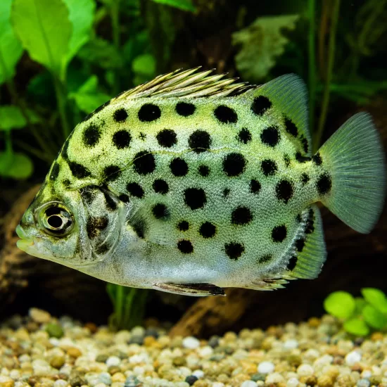 Аргус - зелен скат (Scatophagus argus) - 1