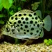 Аргус - зелен скат (Scatophagus argus)