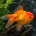 Златна рибка - оранда (Carassius auratus)