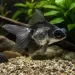 Златна рибка - Telescope Panda (Carassius auratus)