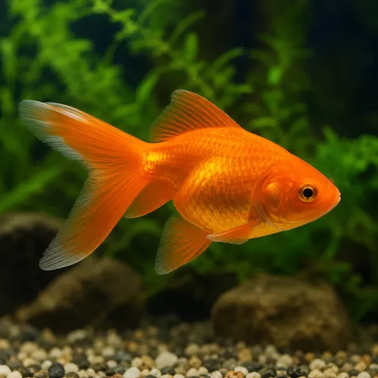 Златна рибка (Carassius auratus) - 1