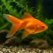 Златна рибка (Carassius auratus)