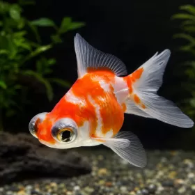 Златна рибка - телескоп (Carassius auratus)