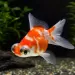 Златна рибка - телескоп (Carassius auratus)