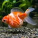 Златна рибка - шишарка (Carassius auratus)