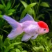 Златна рибка - малинова шапка (Carassius auratus)