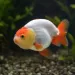 Златна рибка - ранчу (Carassius auratus)