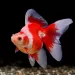 Златна рибка - риукин (Carassius auratus)